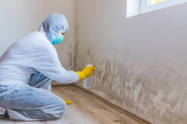Licensed Basement Mold Remediation service in Jackson, KY - 24 Hour Mold Removal