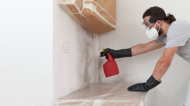 Professional Basement Mold Remediation technician working in Jackson, KY