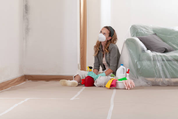 Reliable Basement Mold Remediation contractor in Jackson, KY by 24 Hour Mold Removal