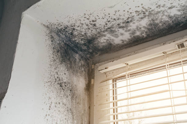 Affordable Basement Mold Remediation solutions in Jackson, KY