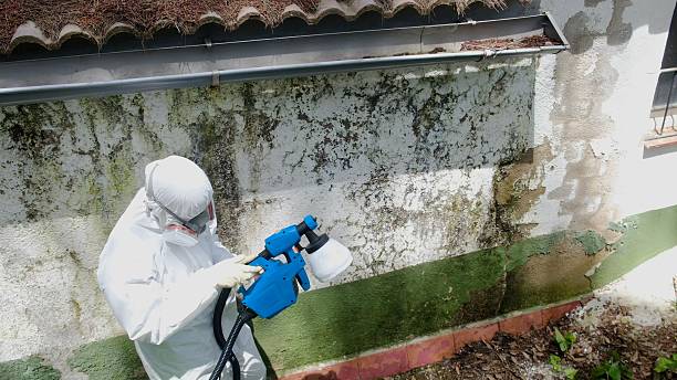 Top rated local Basement Mold Remediation specialists in Jackson, KY